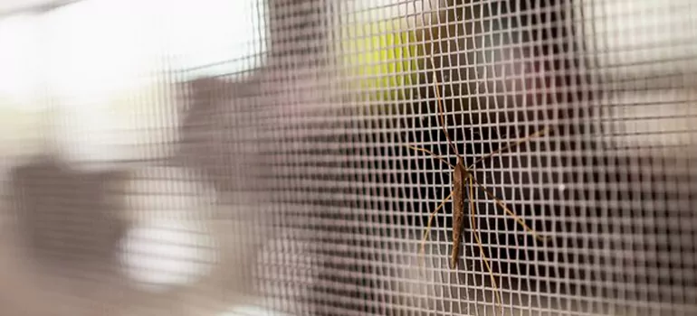 Repair Mosquito Mesh For Windows in Langley, British Columbia